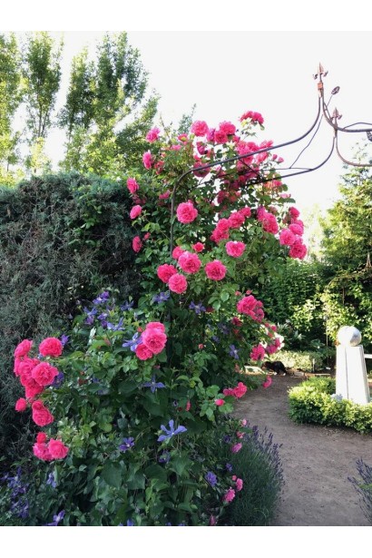 Rosa climber Rosarium Uetersen в ландшафті